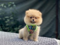 Pomeranian Boo Köpeğimiz