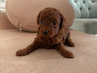 SAFKAN RED BROWN TOY POODLE