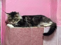 2 yaş erkek maine coon