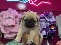 A KALİTE IRK GARANTİLİ PUG MOPS YAVRULAR