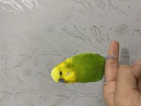 Jumbo Takım Muhabbet Kuşları