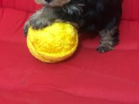 Safkan 0 numara yorkshire terrier bebekler