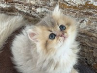 British Longhair Kedisi