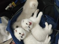 2 aylık scottish fold bluepoint yavruları