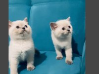 SAFKAN AYI SURAT BLUE POİNT BEBEK KEDİLER