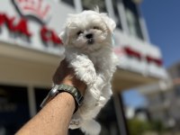 Petmode köpek çiftliğinden kore  kan maltese