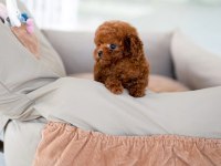 KAPIDA ÖDEMELİ TOY POODLE BEBEKLERİM
