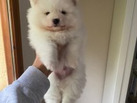 Pomeranian boo yavru köpekleri