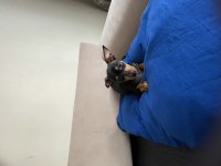 Minyatür pinscher erkek