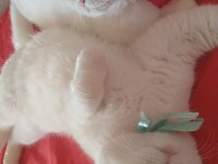 Güzel kızım yeni yuvasını bekliyor scottish fold