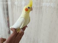 Satılık sultan papağanı erkek