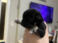 Yeni chihuahua yavrularım