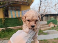 Orjinal maltipoo yavrular