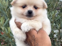 Pomeranian Boo Ayı Surat Yavrular