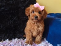 Dişi Toy Poodle Bebeğimiz