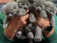 Sevimli scottish fold bebekler