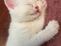 British shorthair beyaz İyi bir aileye vermek istiyoruz