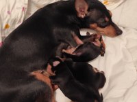 Safkan A kalite 0 numara minyatür pinscher