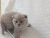 Scottish Bebekler