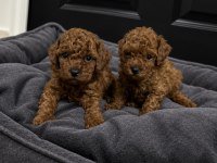 Üretim ve Bakım Ruhsatlı evimizden toy poodle