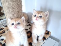 Safkan British Shorthair Golden Bebekler
