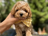 Maltipoo yavrularımız aşılı
