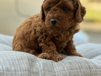 Pofuduk Oyuncak Gibi Canlı Poodle Miniklerim