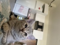 British shorthair