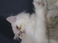 Chinchilla 3 aylık kedimiz