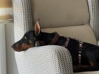 Dişi 5 aylık doberman tüm eşyalarıyla