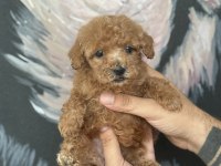 A kalite mini boy Maltipoo