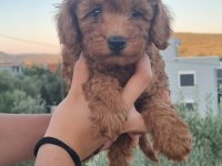 ORJİNAL TOY POODLE YAVRULAR İZMİR