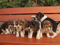 Muhteşem beagle yavrularımız