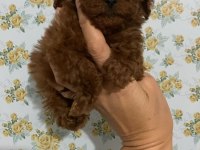 Kore Poodle Teacup Baby Face Poodle Yavrular