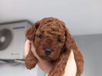 KORE KAN POODLE SAHİPLENDİRME