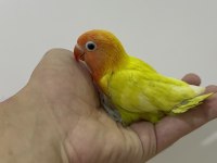 EL BESLEME YAVRU CENNET SEVDA PAPAĞANLARI