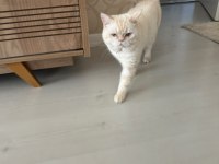 Ücretsiz Harika Kedim