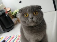 Scottish fold dişi