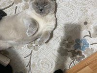 Erkek british shorthair kedisi