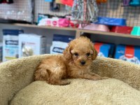 Kore Maltipoo Yavrumuz Yeni Ailesini Bekliyor