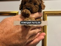 Red Toy Poodle