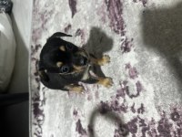 0 numara pinscher yavru