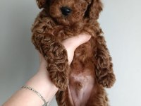 Orijinal Toy Poodle Yavrular Eskişehir