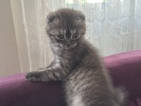 Scottish fold dişi 2 aylık