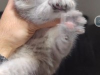 Scottish fold kedimiz