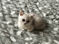 Ns11 silver point british longhair