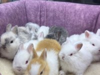 CÜCE NETHERLAND DWARF YAVRULARIMIZ