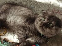 Safkan Scottish Fold Ankara