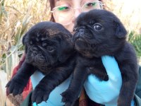 SIYAH BLACK PUG YAVRULARIMIZ