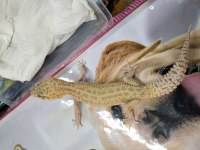 Leopar gecko